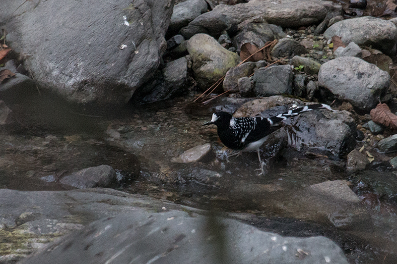 Spotted Forktail, Chappi River, Naintal, India