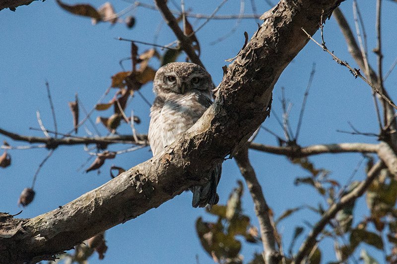 Spotted Owlet, Jim Corbett National Park, India