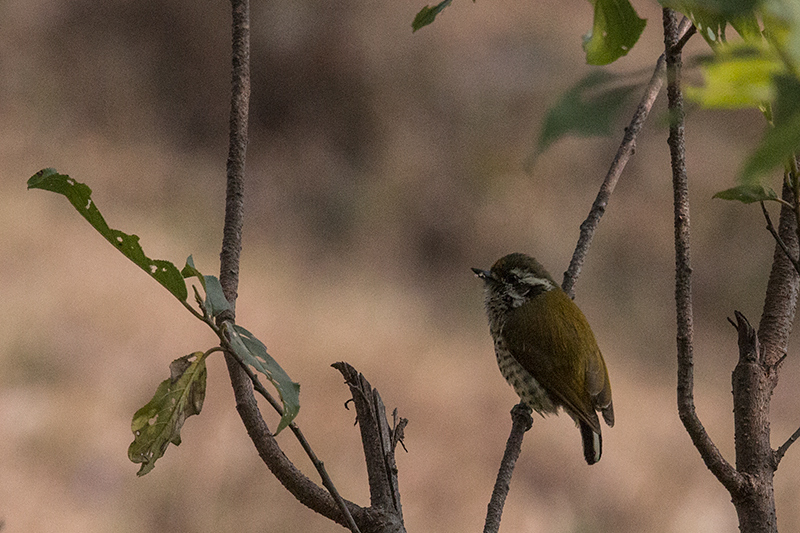 Speckled Piculet, Timla Pan, India