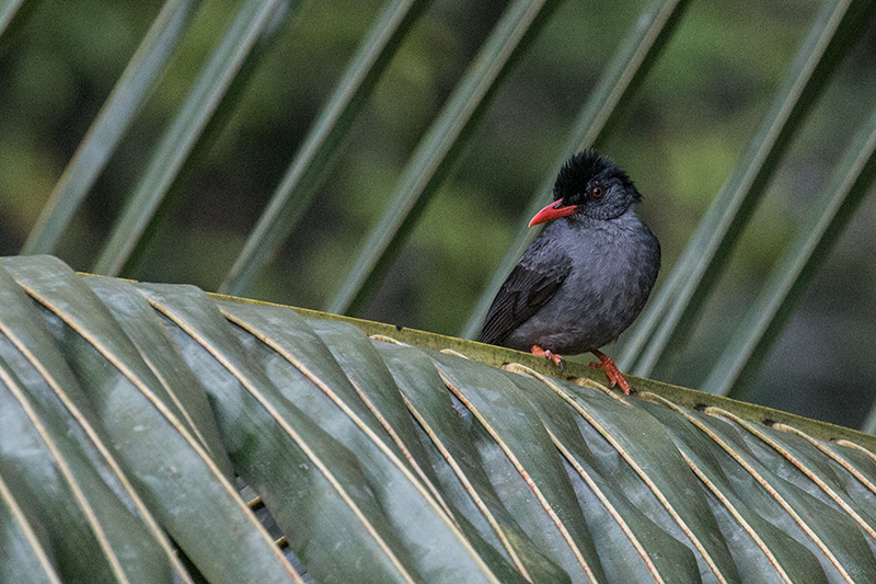 Square-tailed Bulbul, Sinharaja Forest Reserve, Sri Lanka