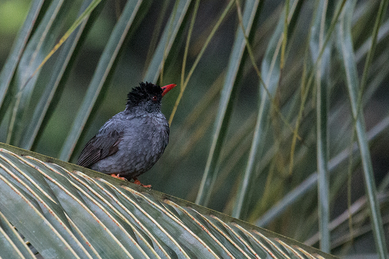 Square-tailed Bulbul, Sinharaja Forest Reserve, Sri Lanka