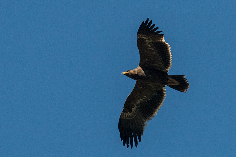 Steppe Eagle, Gardur Lake, India