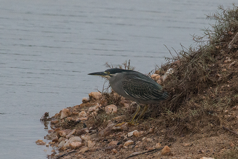 Striated Heron, Yala National Park, Sri Lanka