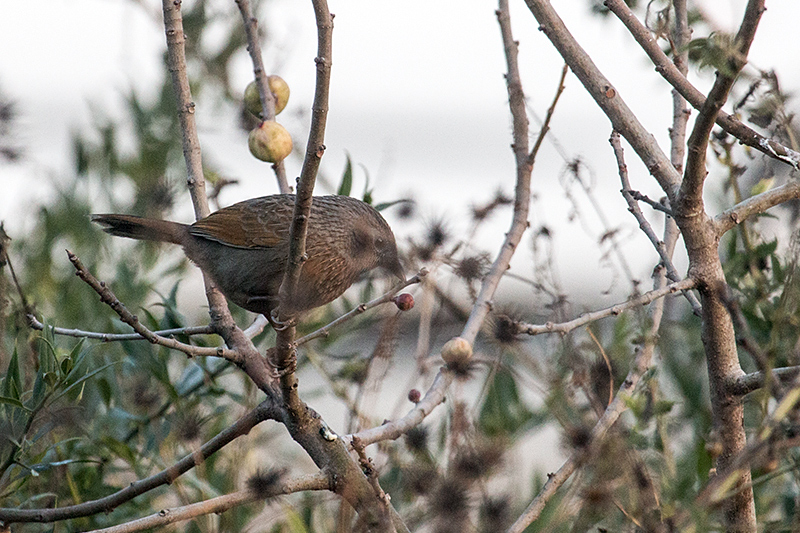 Streaked Laughingthrush, Drive to Sattal Road, Nainital, India