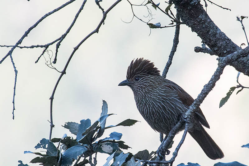 Striated Laughingthrush, Binayak Road from Pangot to Binayak, India