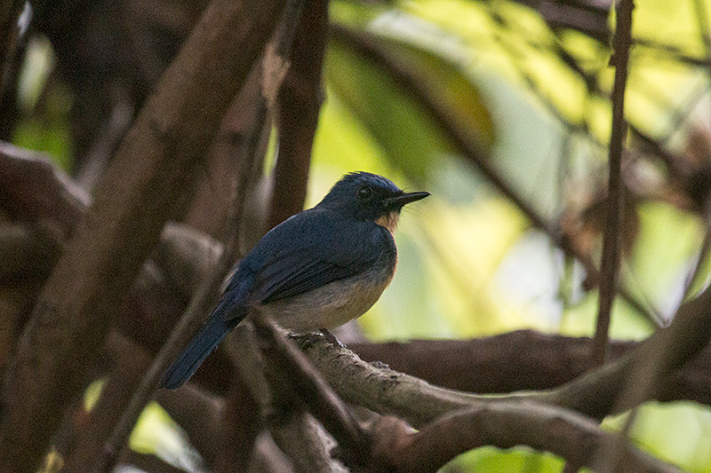 Tickell's Blue-Flycatcher, Kitulgala, Sri Lanka