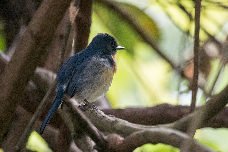 Tickell's Blue-Flycatcher, Kitulgala, Sri Lanka