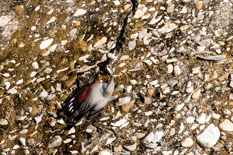 Wallcreeper, Koshi River, India