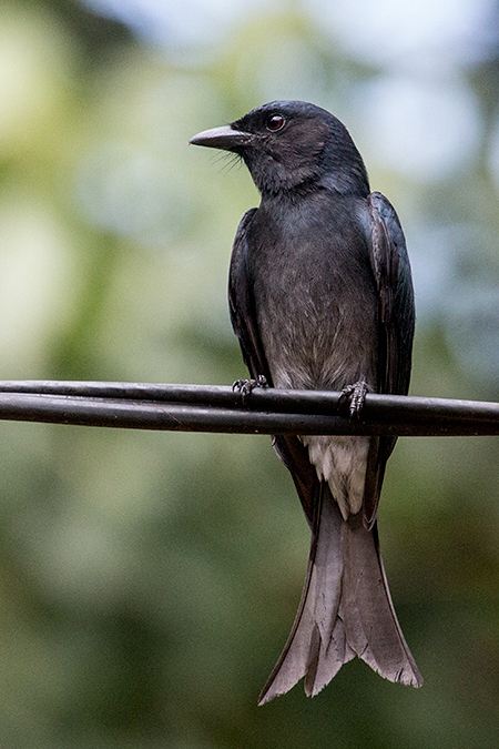 White-bellied Drongo, Kitulgala, Sri Lanka