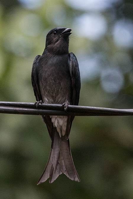 White-bellied Drongo, Kitulgala, Sri Lanka