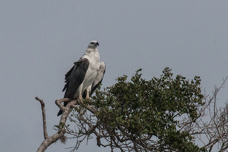 White-bellied Sea-Eagle, Yala National Park, Sri Lanka