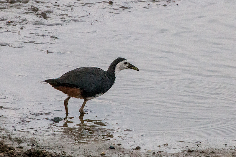 White-bellied Waterhen, Yala National Park, Sri Lanka