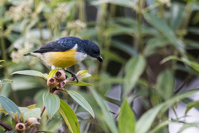 White-throated Flowerpecker, Sinharaja Forest Reserve, Sri Lanka