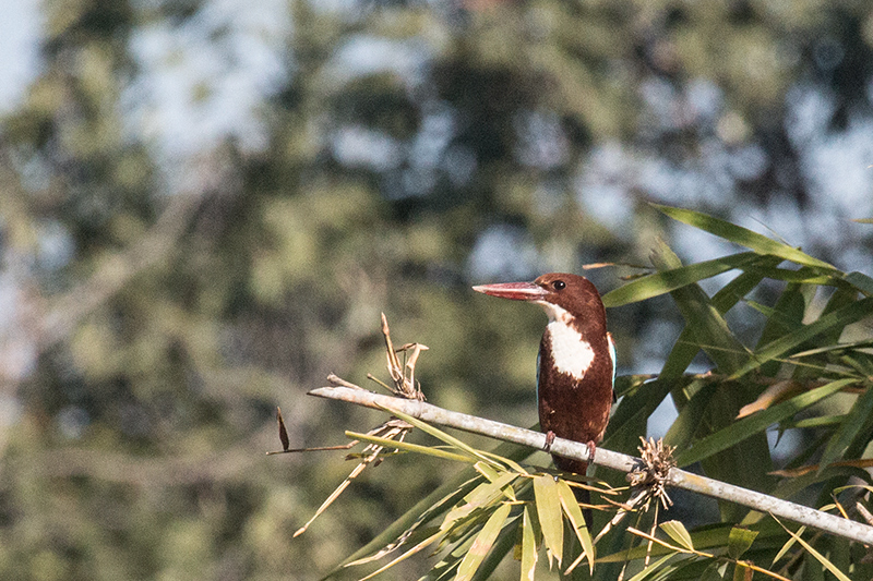 White-throated Kingfisher, Tiger Camp, India