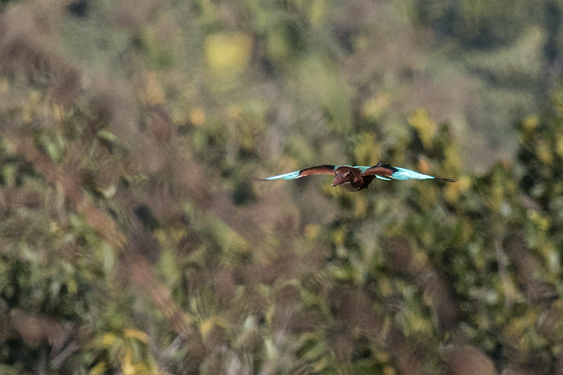 White-throated Kingfisher, Tiger Camp, India