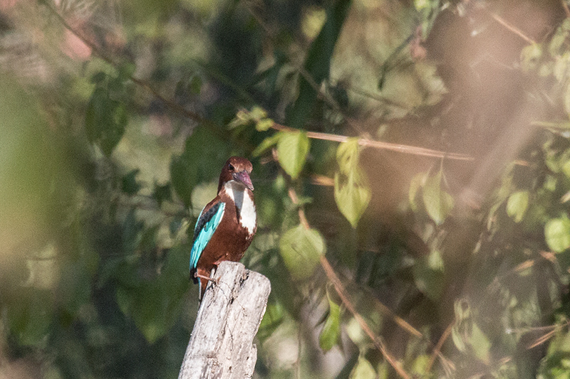 White-throated Kingfisher, Tiger Camp, India