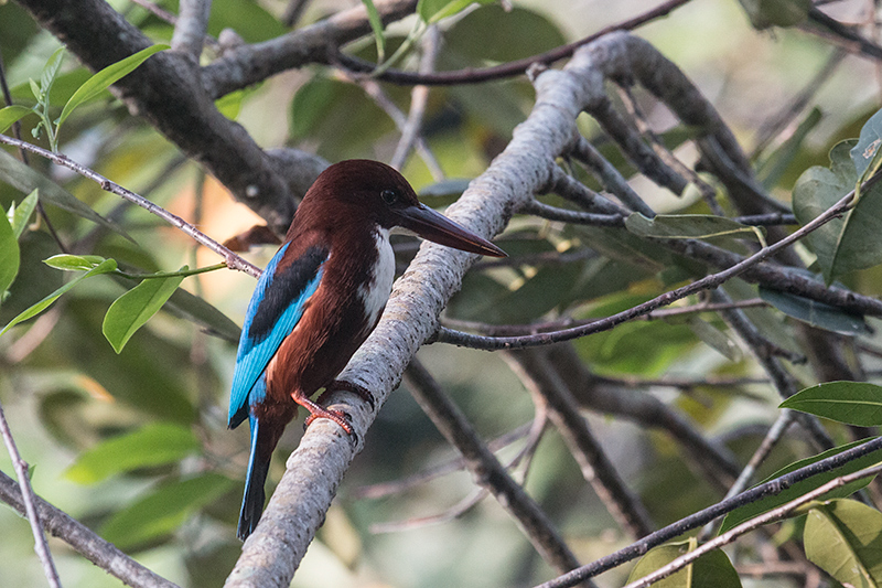 White-throated Kingfisher, Thalangama Lake and Road, Colombo, Sri Lanka