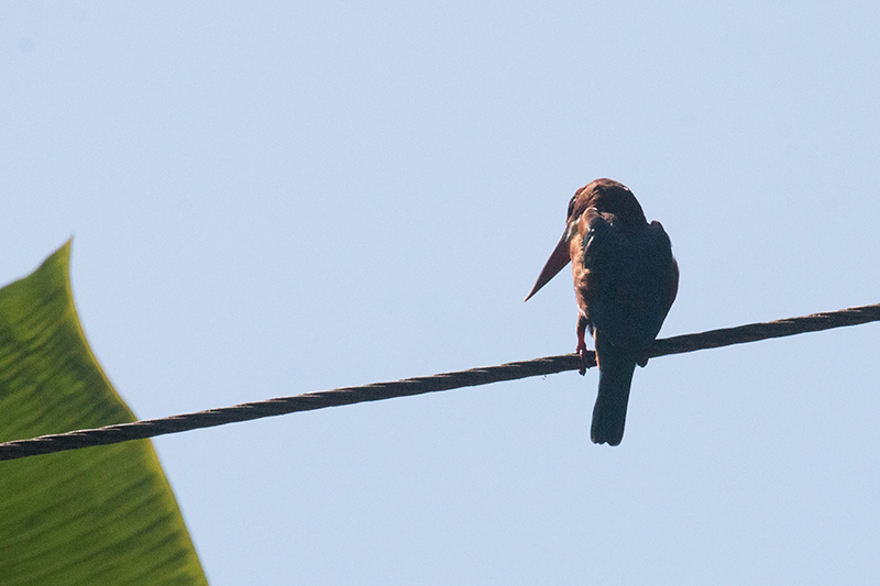 White-throated Kingfisher, Kenali River, Kitulgala, Sri Lanka