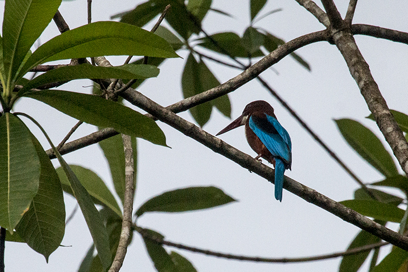 White-throated Kingfisher, Kenali River, Kitulgala, Sri Lanka