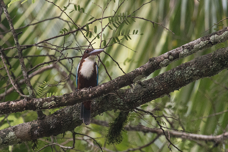 White-throated Kingfisher, Kenali River, Kitulgala, Sri Lanka