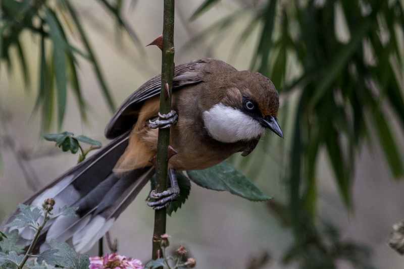 White-throated Laughingthrush, Jungle Lore Birding Lodge, Pangot, India