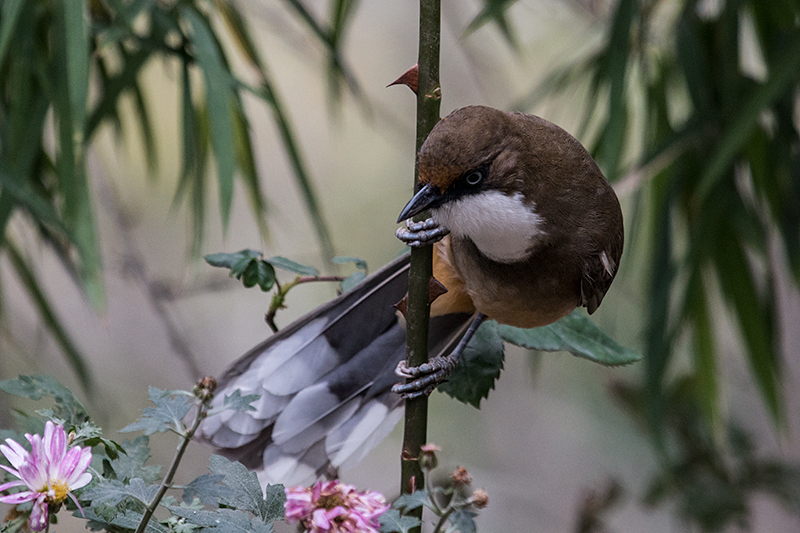 White-throated Laughingthrush, Jungle Lore Birding Lodge, Pangot, India