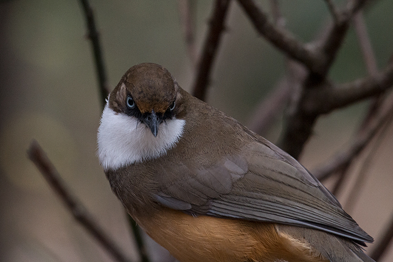 White-throated Laughingthrush, Jungle Lore Birding Lodge, Pangot, India