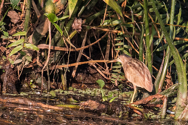 Yellow Bittern, Thalangama Lake and Road, Colombo, Sri Lanka