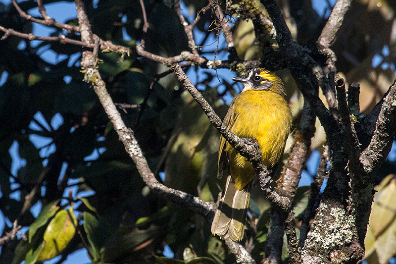 Yellow-eared Bulbul, A Sri Lankan Endemic, Horton Plains National Park, Sri Lanka