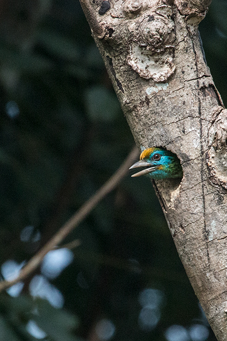 Yellow-fronted Barbet in Nest Hole, A Sri Lankan Endemic, Plantation Hotel, Kitulgala, Sri Lanka