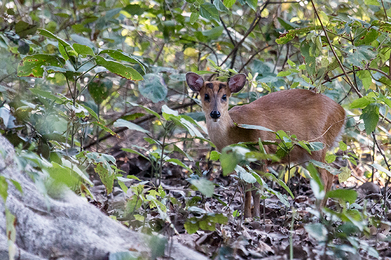 Barking Deer (Muntjac), Jim Corbett National Park, India