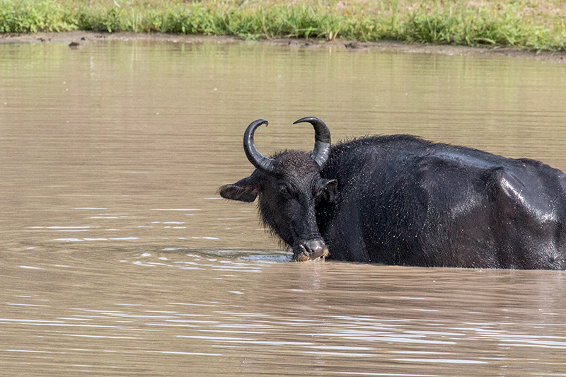 Water Buffalo, Yala National Park, Sri Lanka