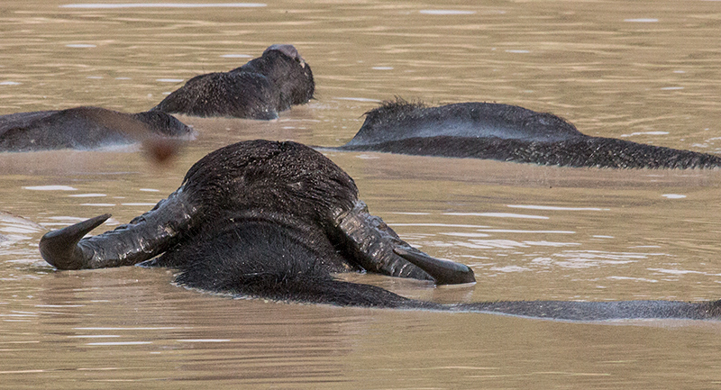 Water Buffalo, Yala National Park, Sri Lanka