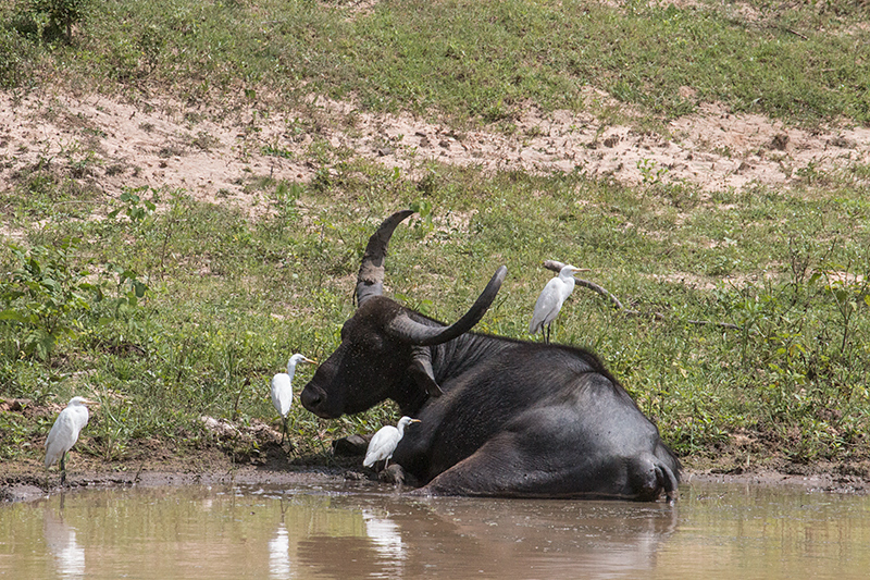 Water Buffalo, Yala National Park, Sri Lanka