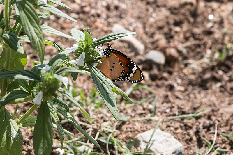 Sri Lankan Butterfly, Yala National Park, Sri Lanka