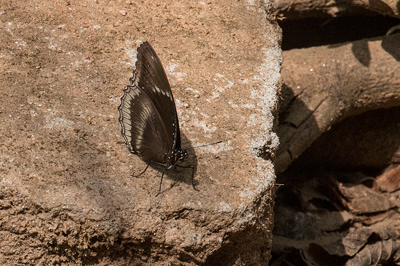 Butterfly, Kitulgala, Sri Lanka