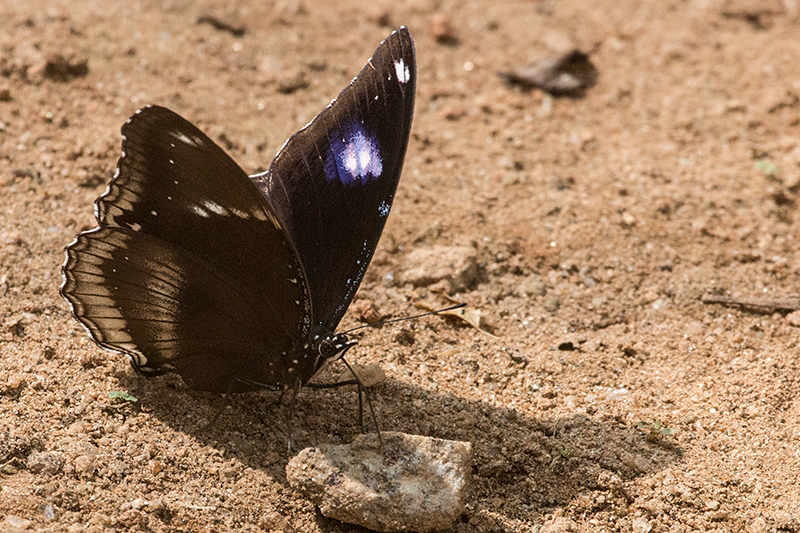 Butterfly, Kitulgala, Sri Lanka