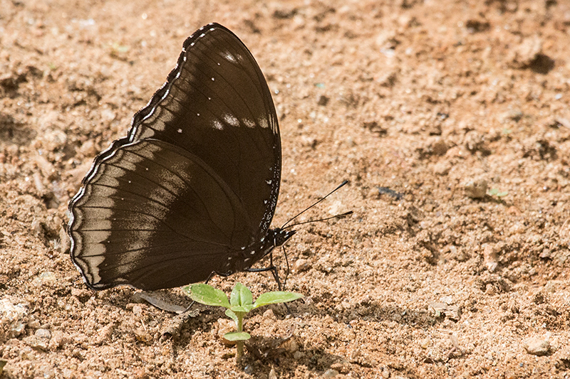 Butterfly, Kitulgala, Sri Lanka