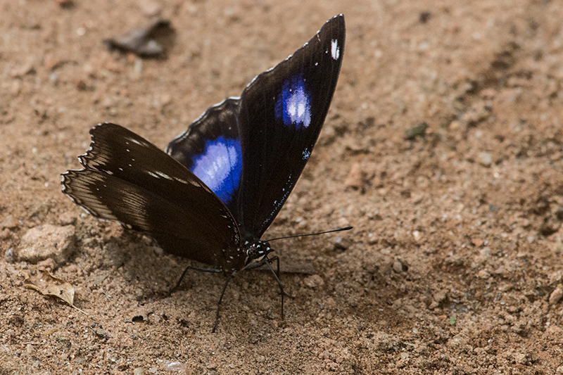 Butterfly, Kitulgala, Sri Lanka