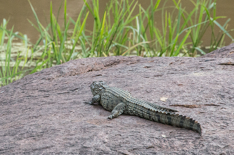 Mugger Crocodile, Yala National Park, Sri Lanka