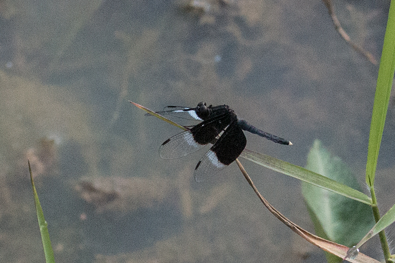 Pied Parasol Dragonfly, Thalangama Lake and Road, Colombo, Sri Lanka