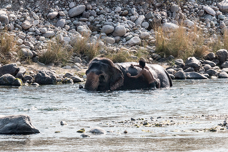 Elephant Wash, Near Tiger Camp, India