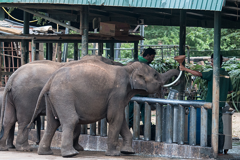 Pinnawala Elephant Orphanage, Sri Lanka