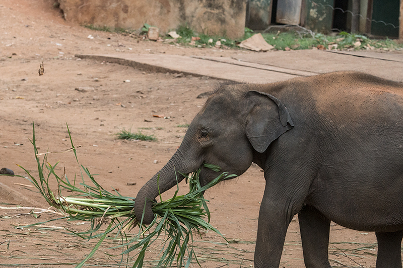 Pinnawala Elephant Orphanage, Sri Lanka