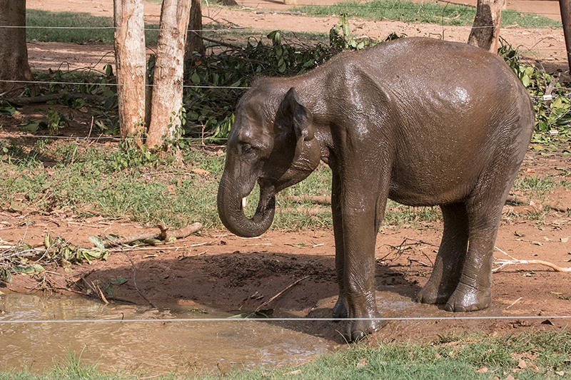 Pinnawala Elephant Orphanage, Sri Lanka