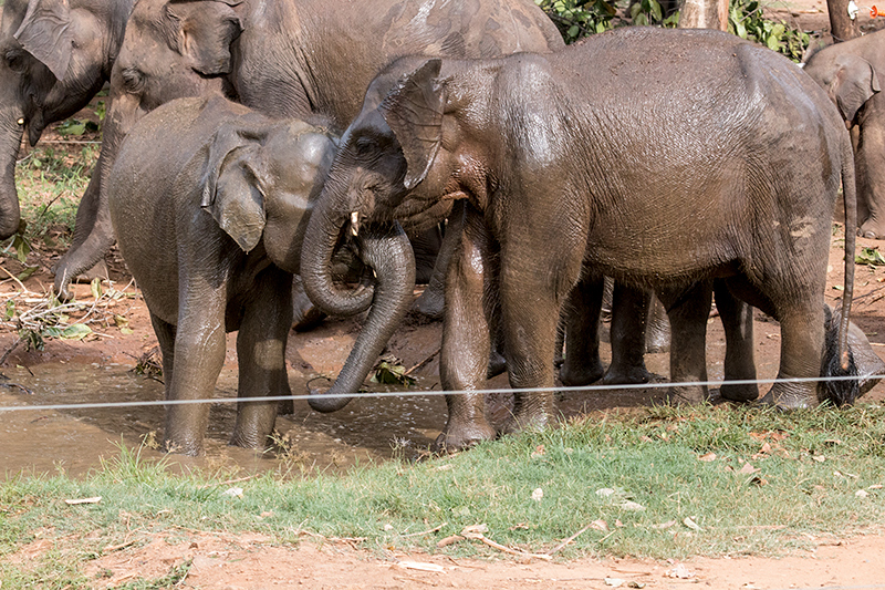 Pinnawala Elephant Orphanage, Sri Lanka