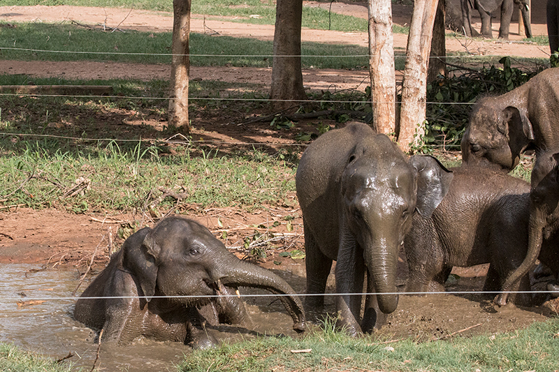 Pinnawala Elephant Orphanage, Sri Lanka