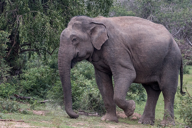 Sri Lankan Elephant, Yala National Park, Sri Lanka