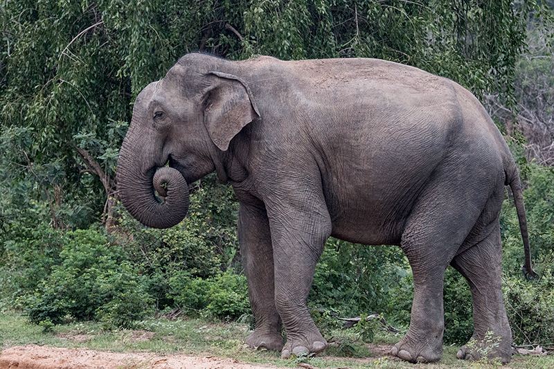 Sri Lankan Elephant, Yala National Park, Sri Lanka