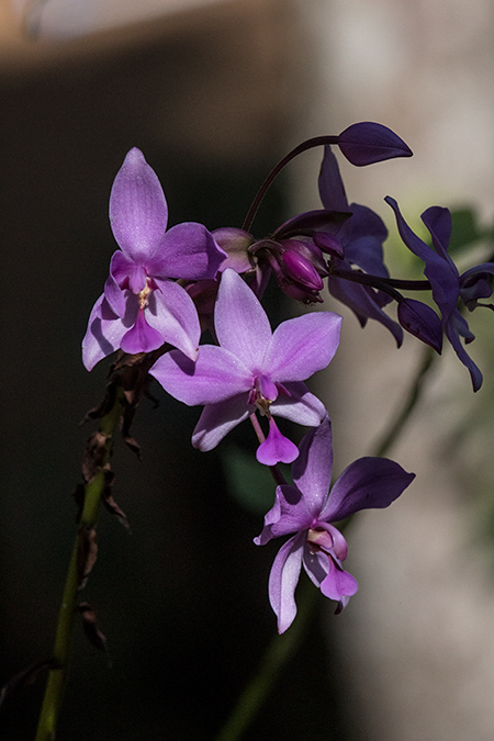 Purple Flowers, Kitulgala, Sri Lanka